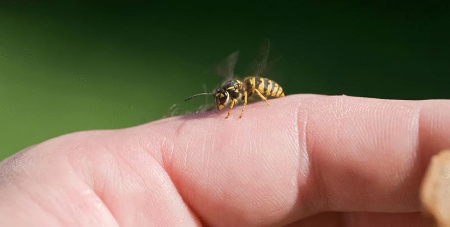 Insektsbett – vanligt förekommande främst under sommaren