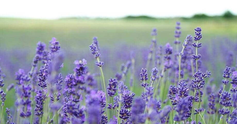 Lavendel är en av de mest populära dofterna i skönhetsprodukter